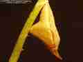 Sara Orange-Tip butterfly pupa